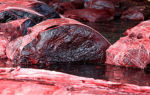 Утильное мясо и кровь