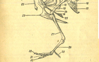Особенности строения скелета птиц, кости скелета