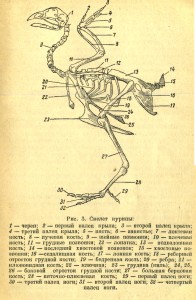 Особенности строения костей в позвоночнике птиц