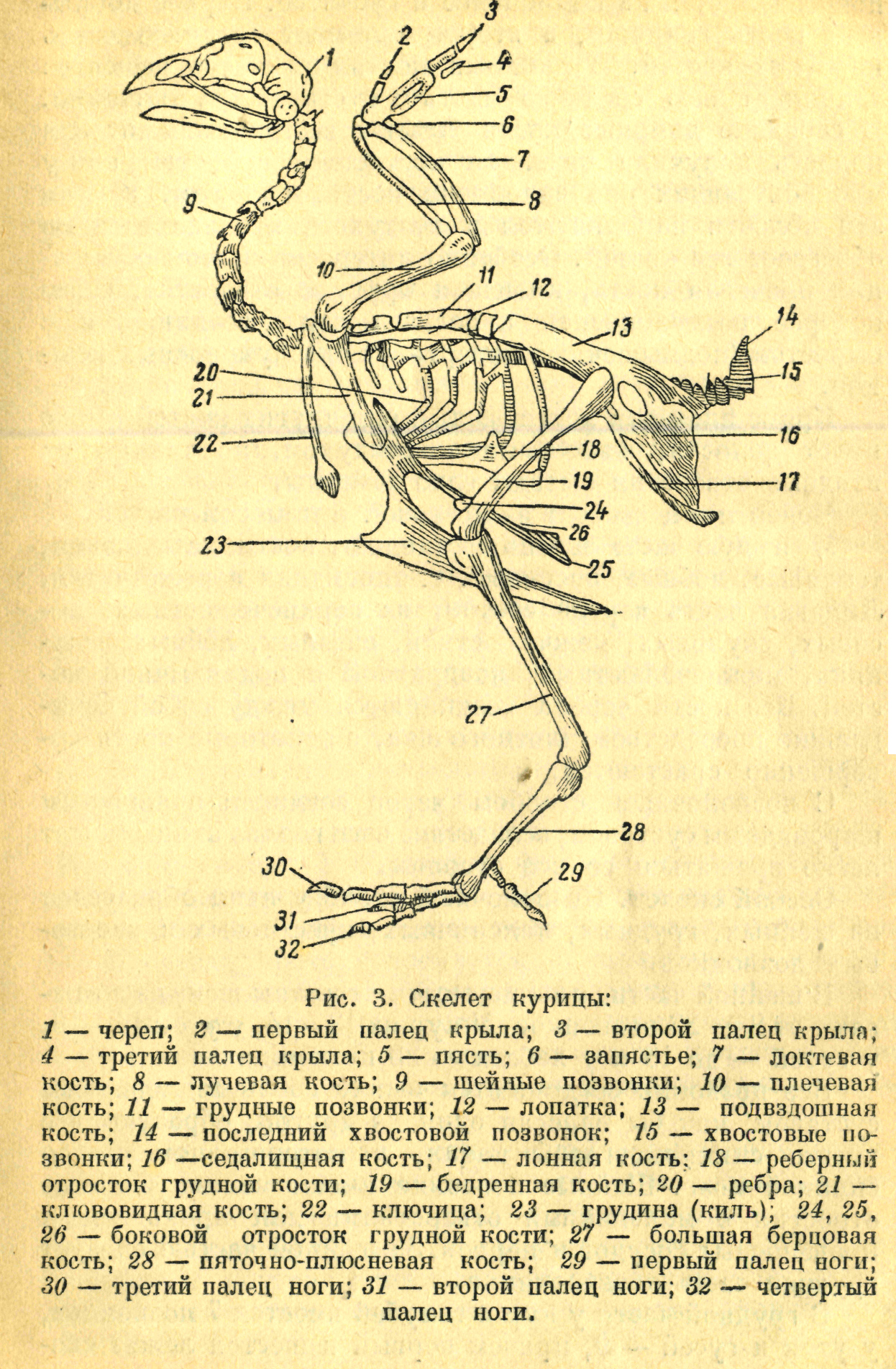 Кости утки. Строение скелета курицы схема. Передние конечности голубя скелет. Анатомия курицы несушки скелет. Строение скелета сизого голубя.